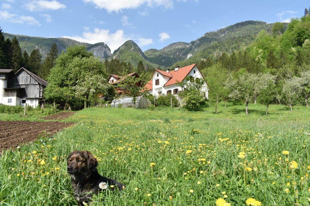 Willa Turisticna Kmetija Stoglej Luče Zewnętrze zdjęcie